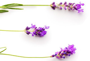 花左